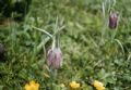 Fritillaria burnatii